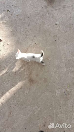 Котята мышеловки