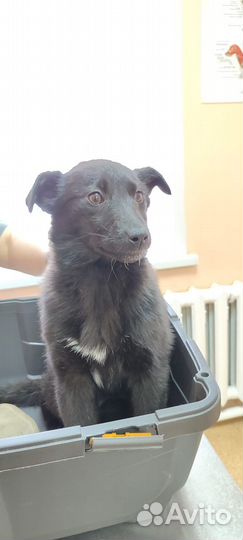 Собака в добрые руки средняя