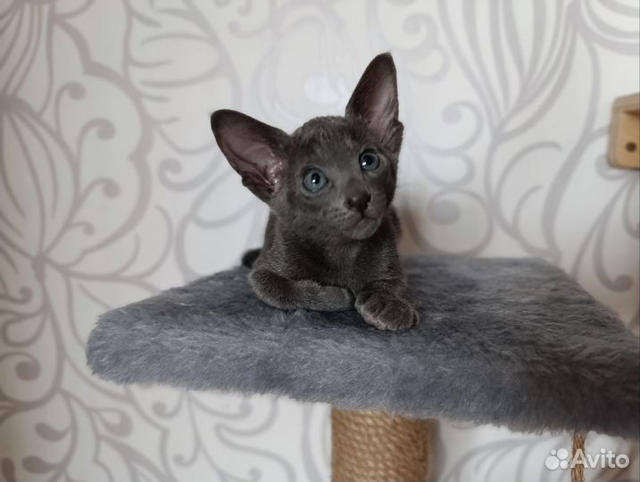 Ориентальная котята