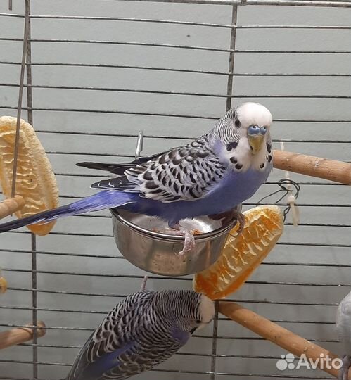 Волнистые попугаи, самцы