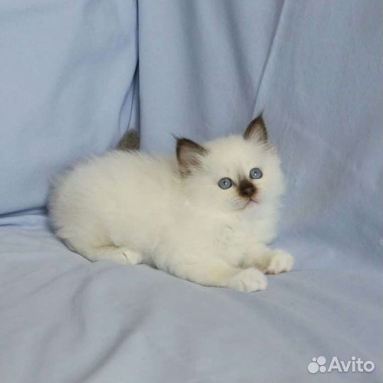 Священная бирма