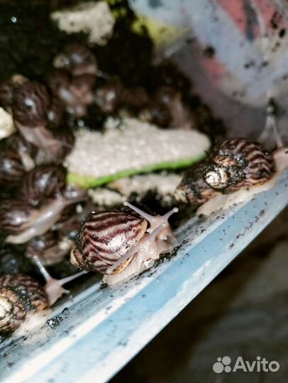 Улитки ахатины