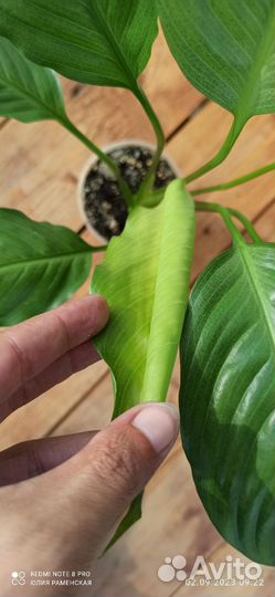 Спатифиллум Spilt milk 2