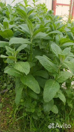 Мята сортовая