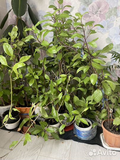 Растение джинура