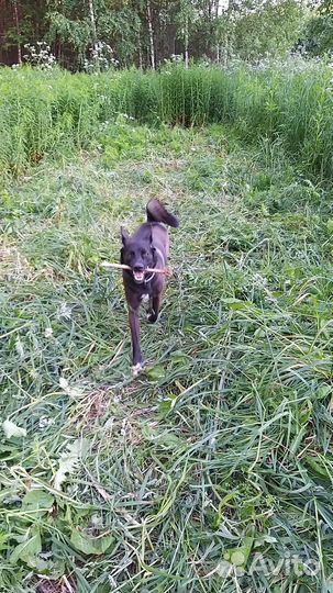 Погуляю с вашей собакой