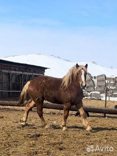 Жеребцы советский тяжеловоз