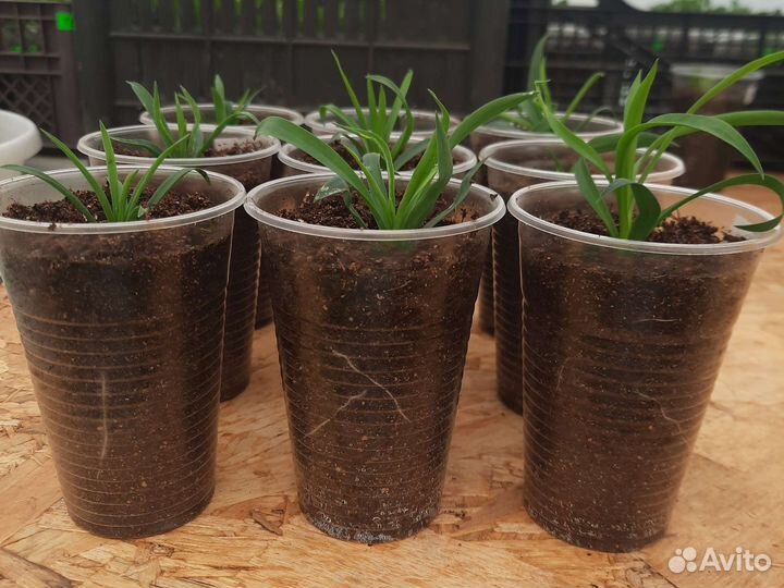 Рассада гвоздики