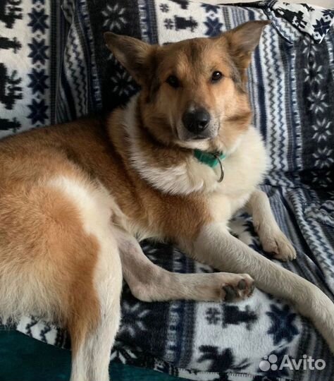 Отдам собаку