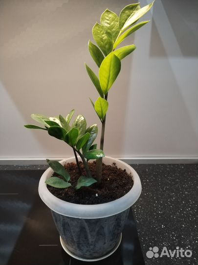 Замиокулькас