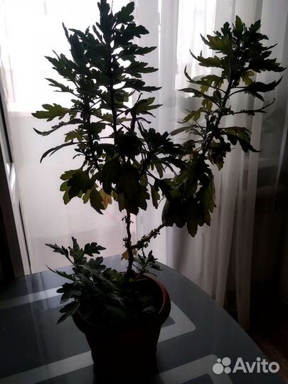 Хризантема