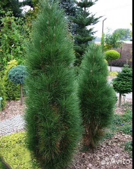 Сосна черная Грин тауэр