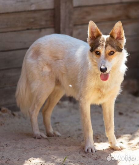 Отдаю собаку маленького размера Трюфеля в дар