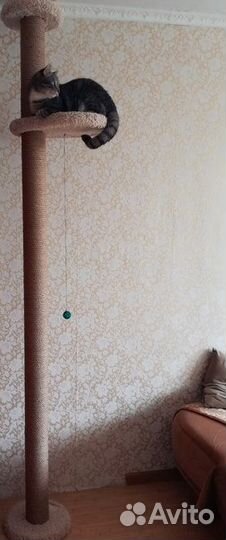 Когтеточка 