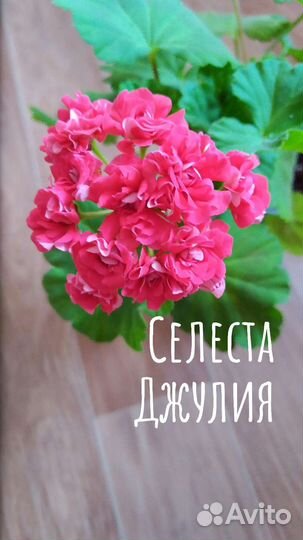 Свежий срез черенков пеларгоний: