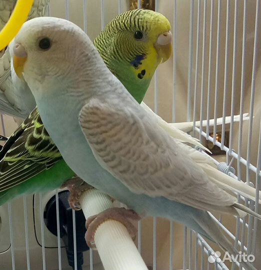 Волнистый попугай редких окрасов