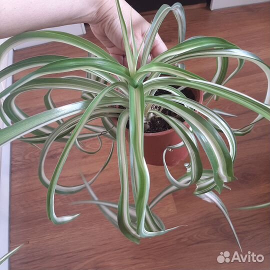 Диффенбахия, хлорофитум, хедера, фикус