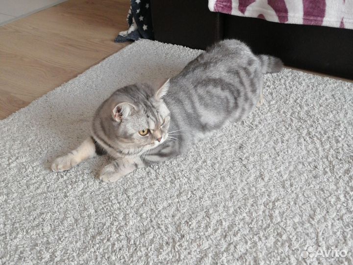 Кошка для вязки, ищет кота