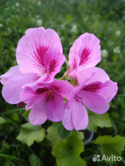 Пеларгония герань