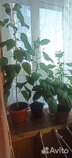 Гибискус (китайская роза) отросток