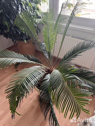 Цикас (Cycas revoluta)