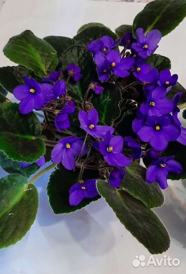 Цветущие фиалки