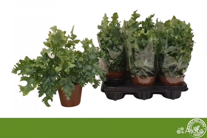 Хойя сигиталис,филодендрон,алоказия блек стем