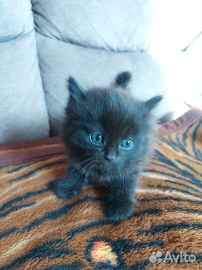 Котята в добрые руки бесплатно