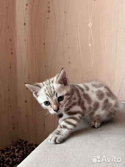 Бенгальская кошка