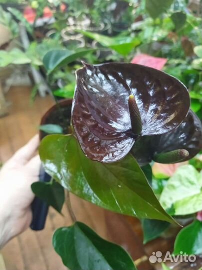 Антуриумы сортовые