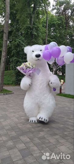 Белый мишка поздравление. Аниматор Медведь