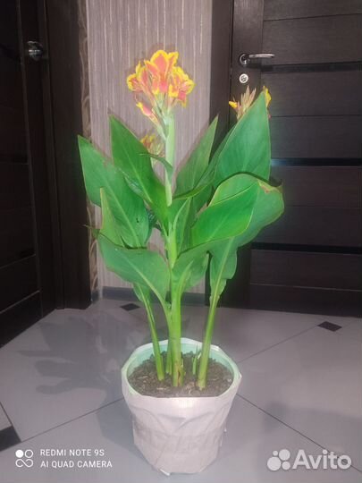 Канна. Цветы канны