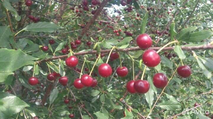 Саженцы Уральской Черешни - вишни