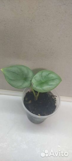 Алоказии (детки)