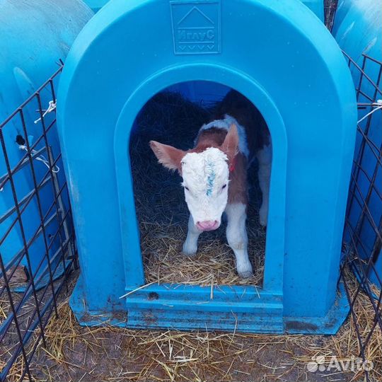 Телята бычки и телки