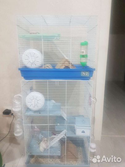 Хомяки сирийские с клеткой