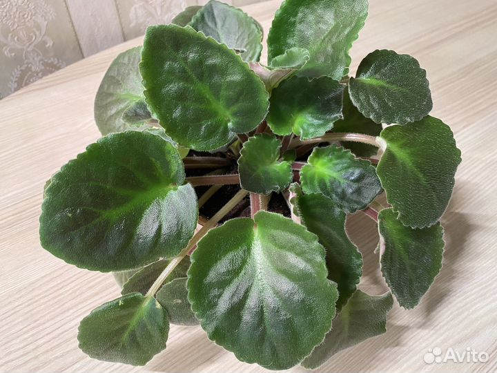 Фиалка взрослая