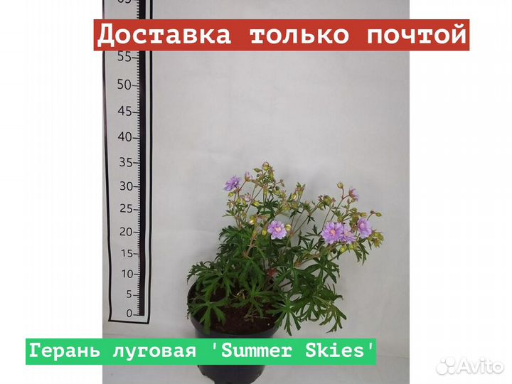 Герань луговая Summer Skies