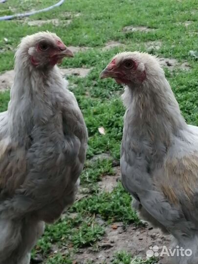 Цыпленок брама