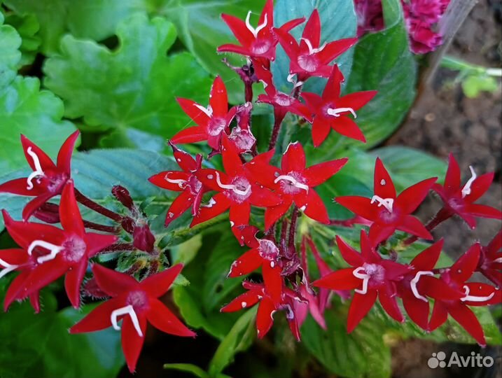 Дендробиум нобиле