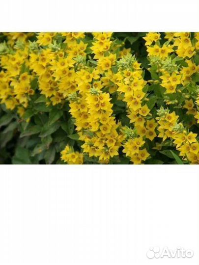 Многолетние садовые цветы