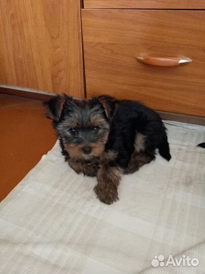 Йоркширский терьер щенок