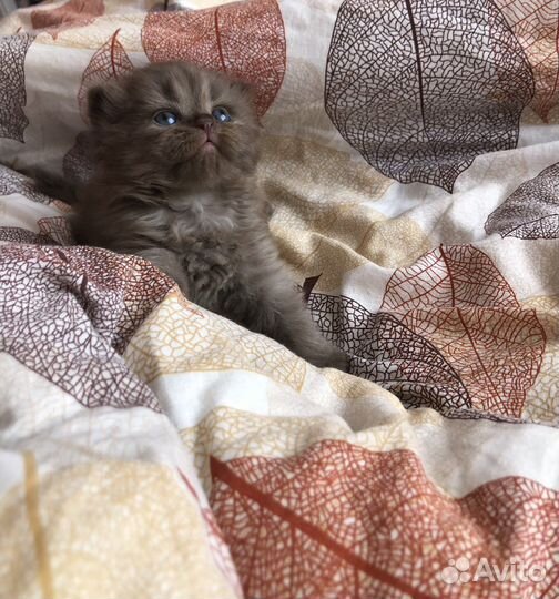 Шотладские вислоухие котята