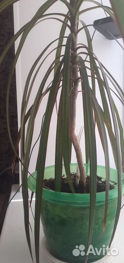 Пальма драцена