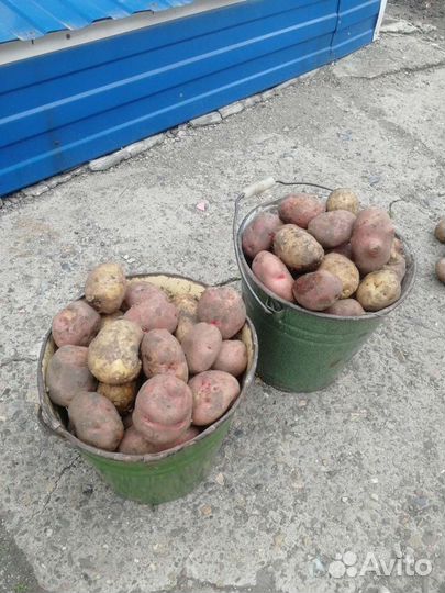 Картофель едовой