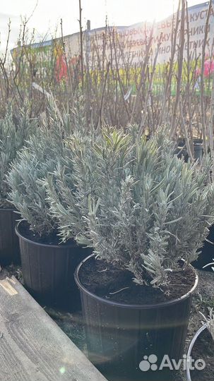 Саженцы виноград Изабелла