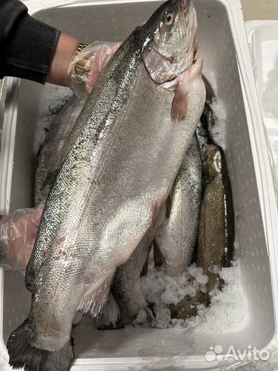 Охлажденная карельская форель