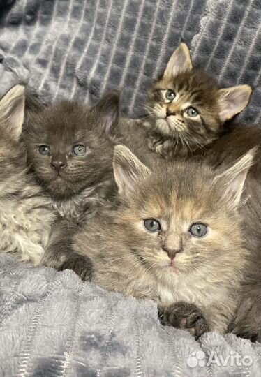 Котята мейн кун девочки с документами