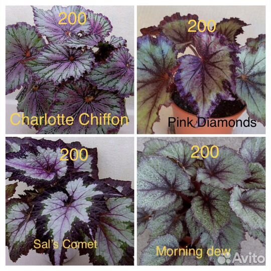 Бегонии декоративнолиственные