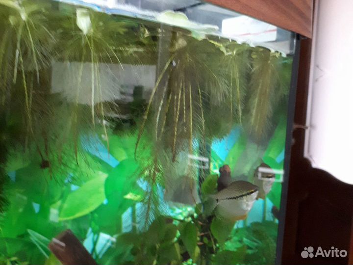 Растения и рыба